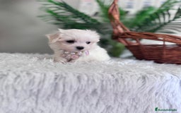 Bichón Maltés perros en venta: BICHON MALTES HEMBRA - Imagen 4