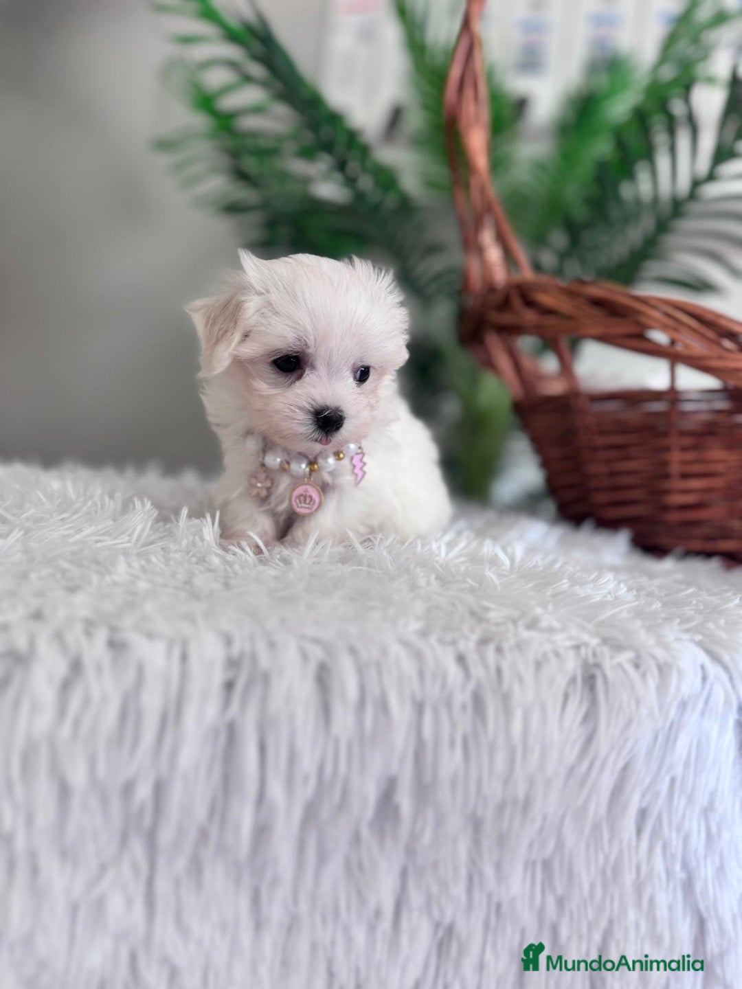 Bichón Maltés perros en venta: BICHON MALTES HEMBRA - Imagen 4