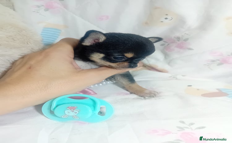 Chihuahua perros - Anuncio 1