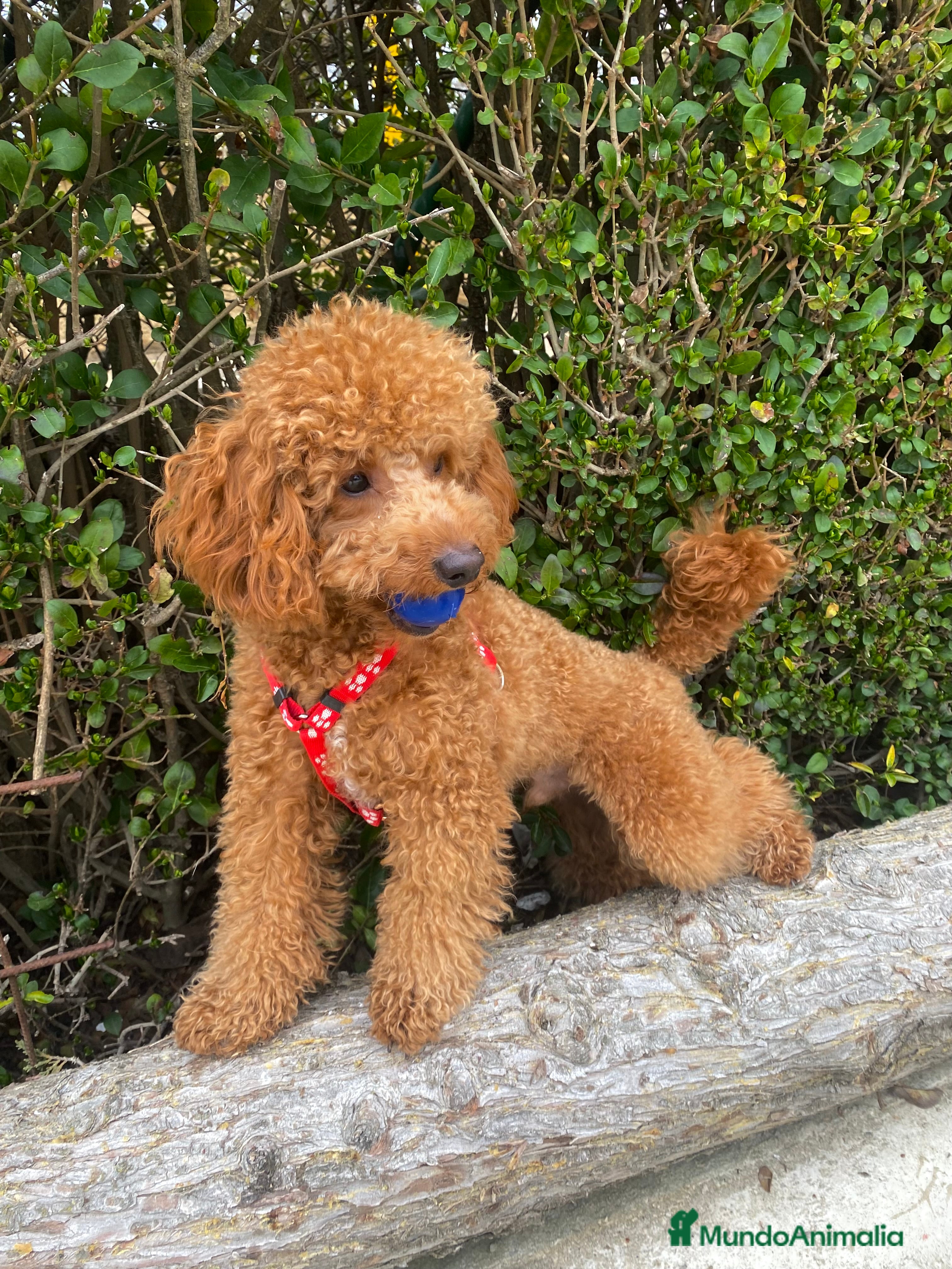 Caniche Enano perros Caniche para monta  - Anuncio 1