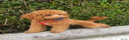 Caniche Enano perros para monta: Caniche para monta  - Anuncio 1