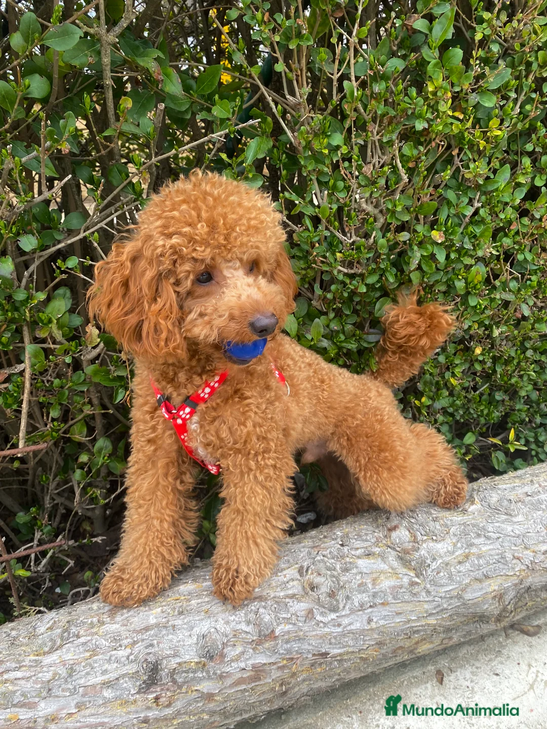 Caniche Enano perros para monta: Caniche para monta  - Anuncio 1