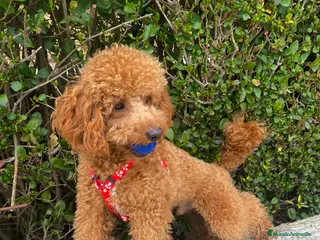 Caniche Enano perros Caniche para monta - Anuncio 1