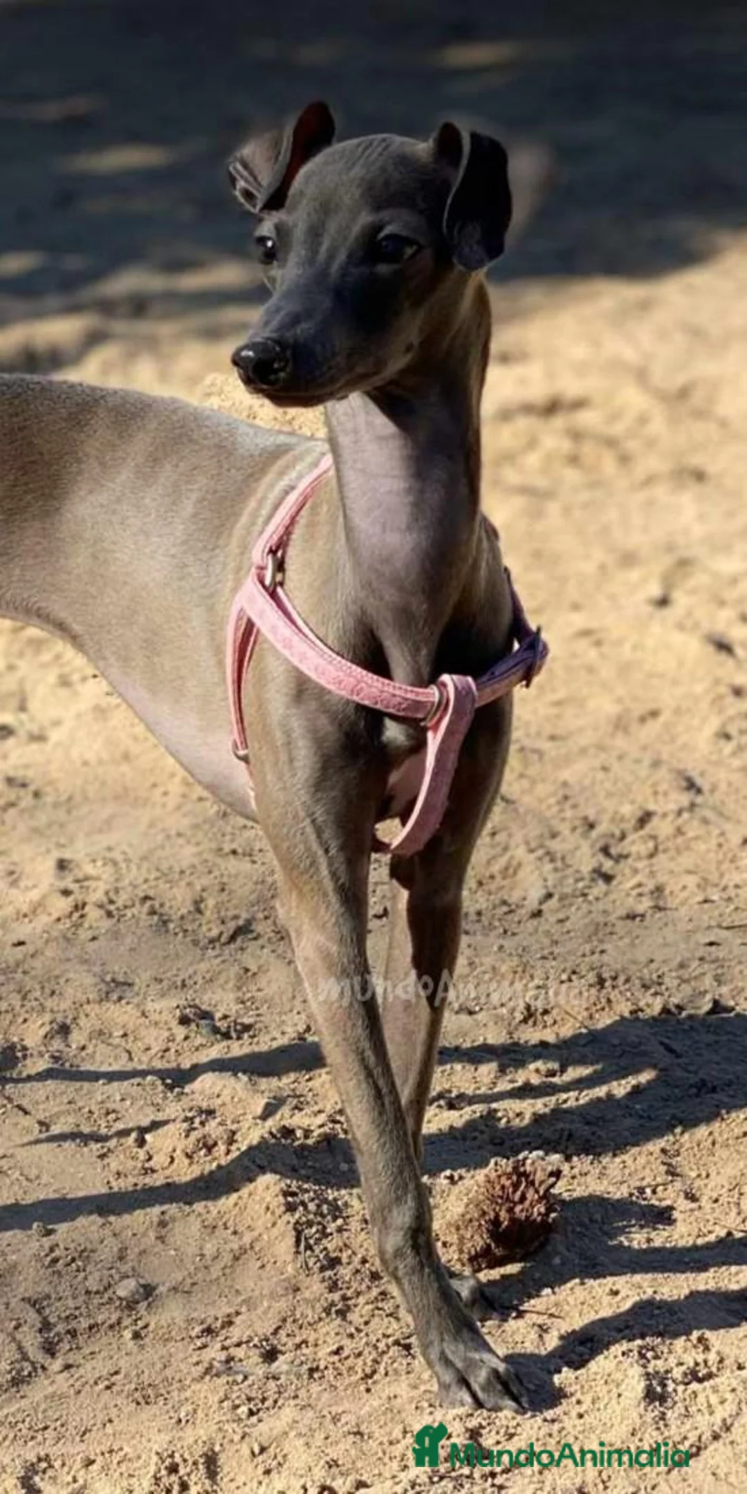 Imagen de galería {{count}}