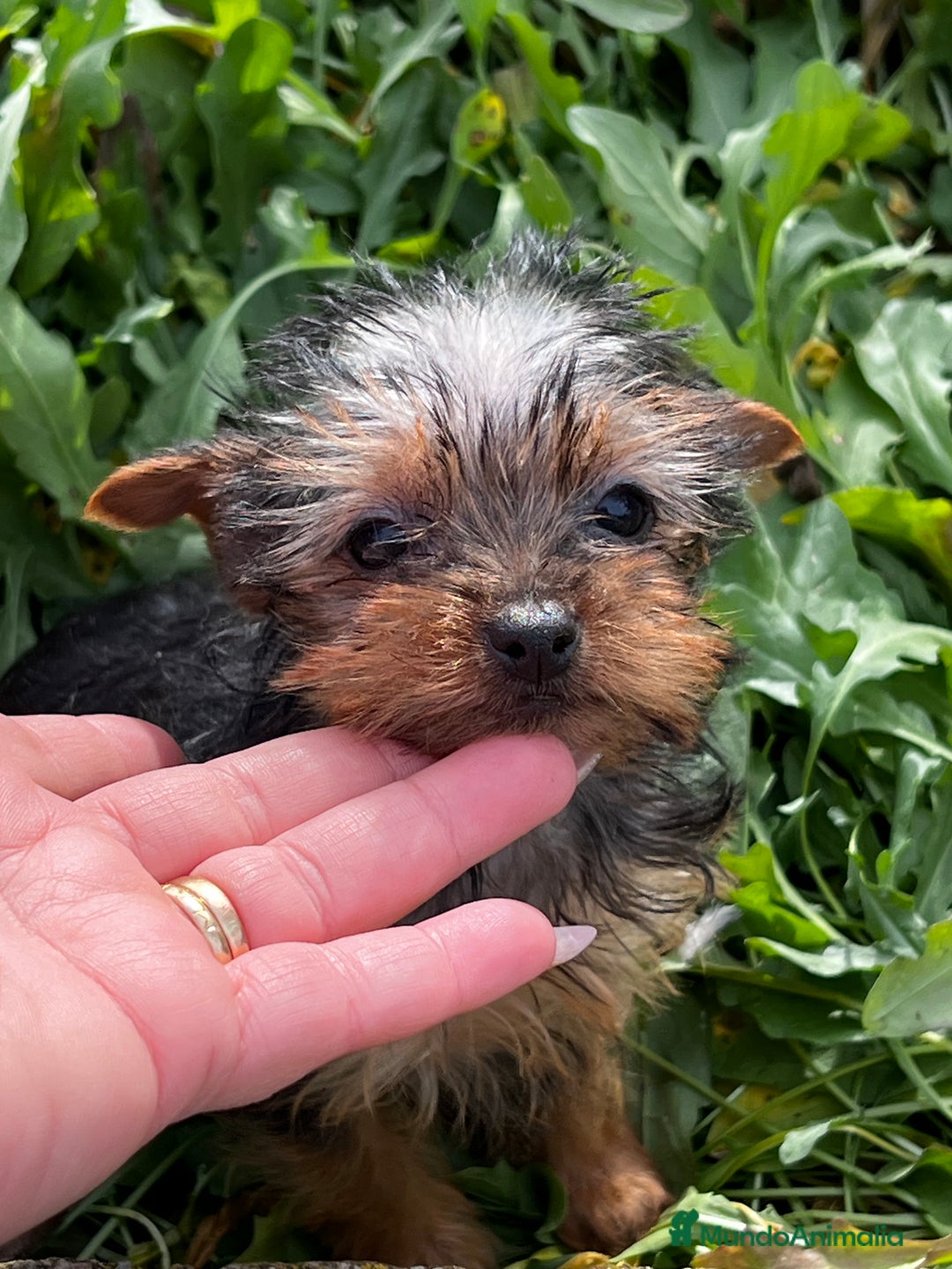 Yorkshire Terrier perros en venta: Yorkshire microtoy  en Barcelona - Imagen 4