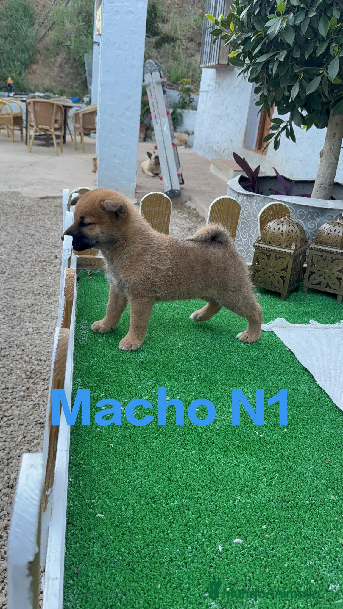 Shiba Inu perros Shiba Inu rojos espectaculares cachorros - Anuncio 1
