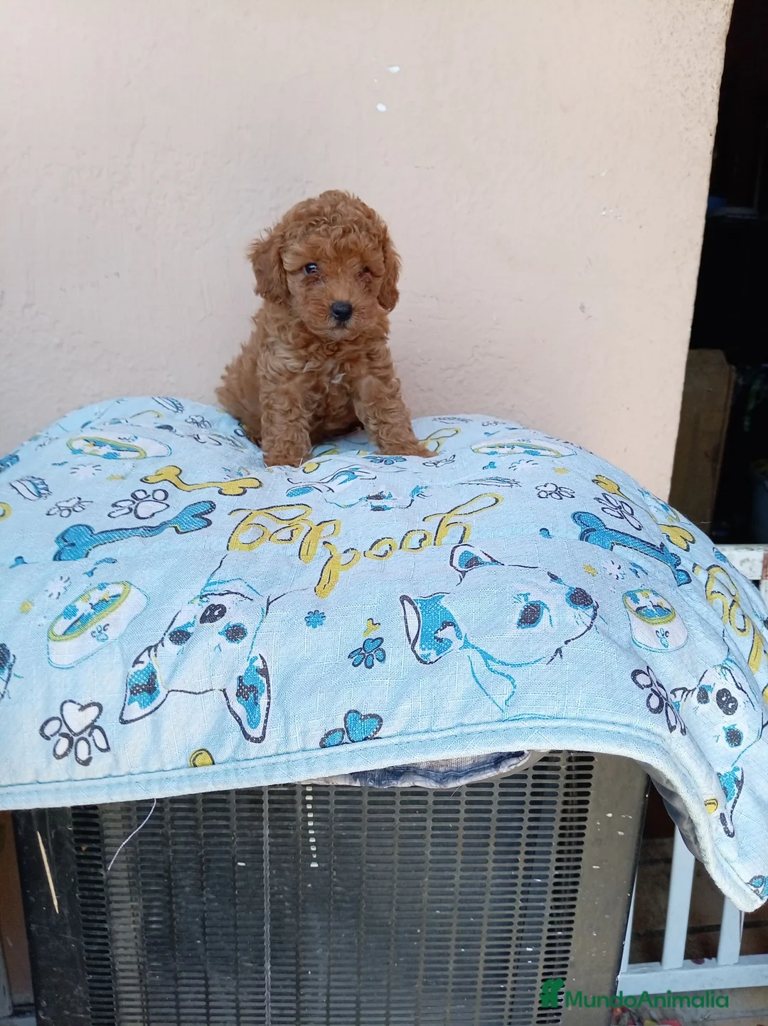 Caniche Toy perros en venta: Caniche toy asiatico - Anuncio 2