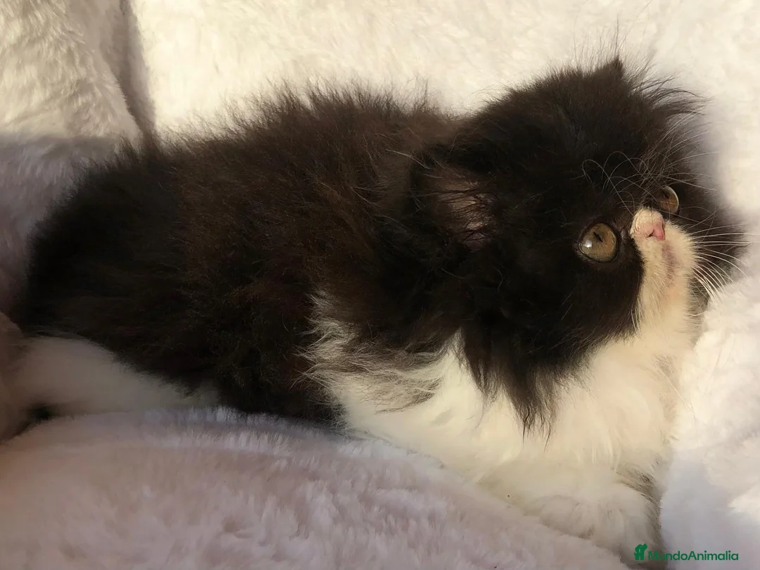 Persa gatos en venta: GATITO PERSA BICOLOR BLANCO Y NEGRO - Anuncio 3
