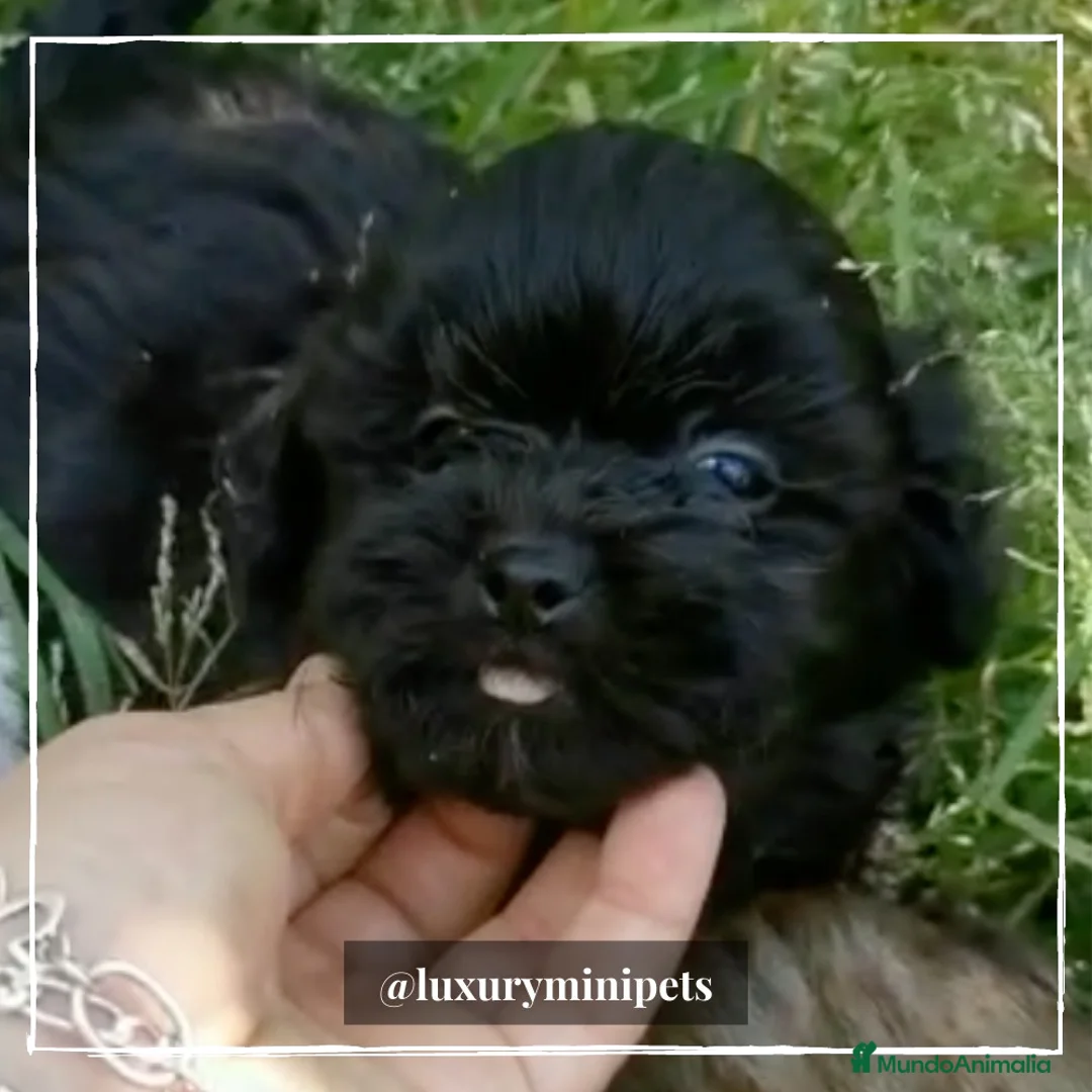 Bichón Habanero perros en venta: Camada de Bichón Habanero  en Madrid - Anuncio 5