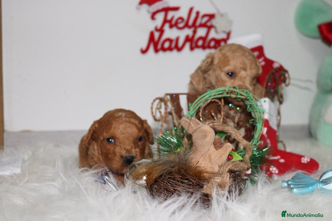 Caniche Toy perros en venta: Caniche toy - Anuncio 4