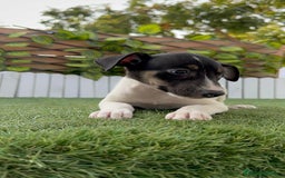 Ratonero Bodeguero Andaluz perros en venta: BODEGUERO ANDALUZ - Imagen 7