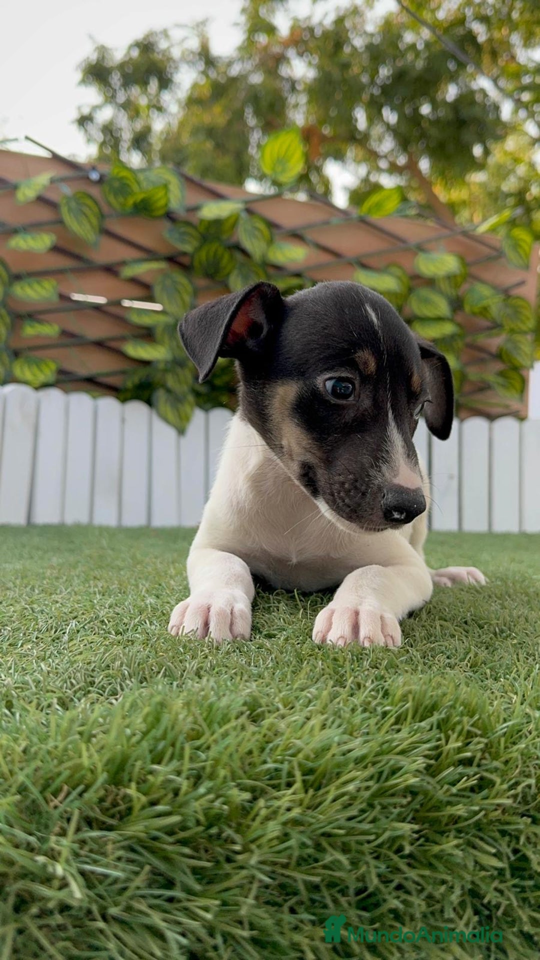 Ratonero Bodeguero Andaluz perros en venta: BODEGUERO ANDALUZ - Imagen 7