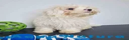 Bichón Habanero perros en venta: Bichon Habanero Macho de Kyi y Nis 6220-AQUANATURA en Barcelona - Anuncio 8