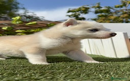 Husky Siberiano perros en venta: HUSKY - Imagen 14