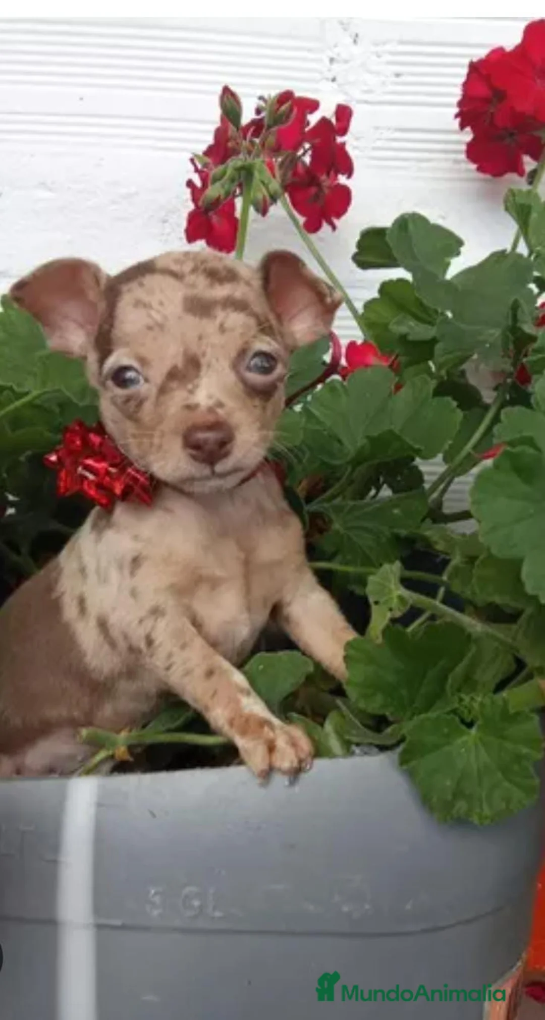 Pinscher Miniatura perros en venta: Pincher miniatura en Badajoz - Anuncio 2