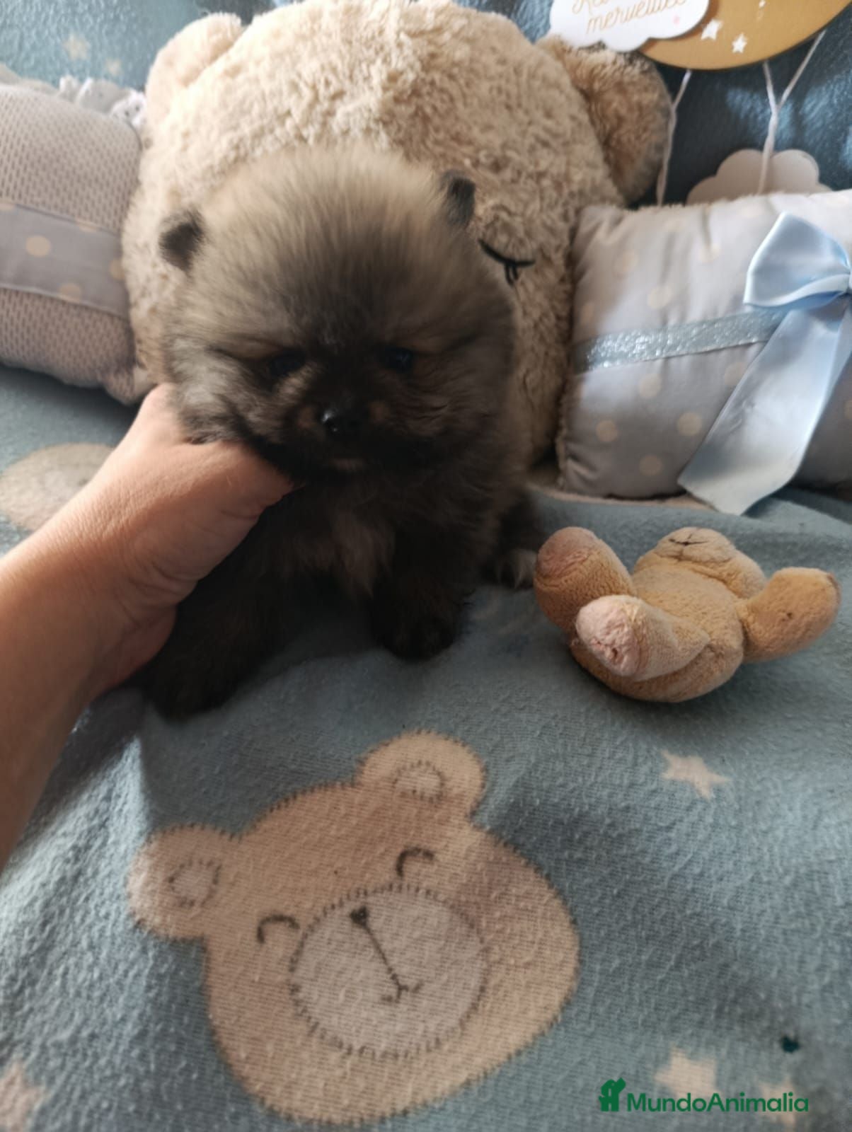 Pomerania perros Disponible pomeranias ositos  - Anuncio 1