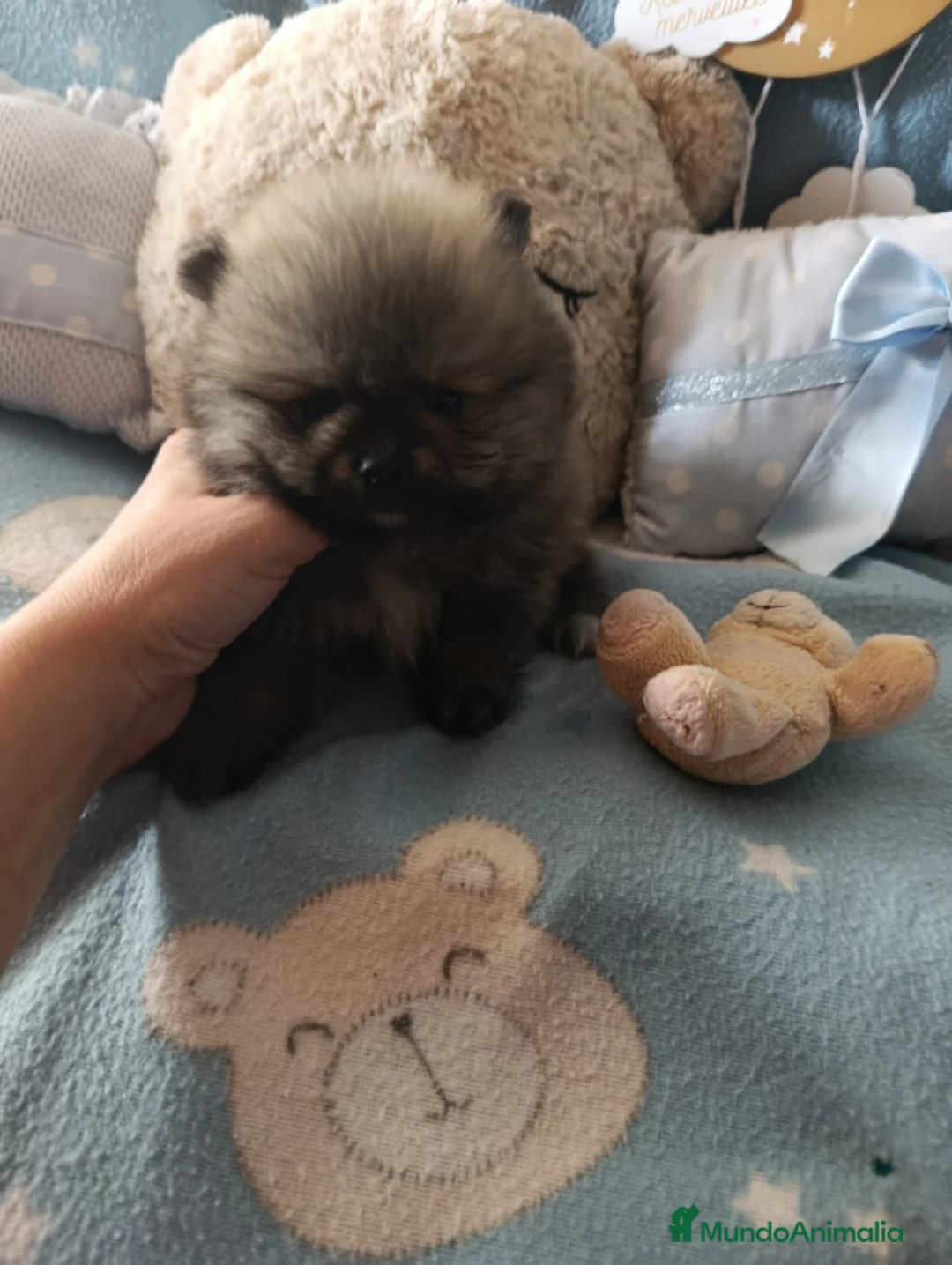 Pomerania perros en venta: Disponible pomeranias ositos  - Anuncio 1