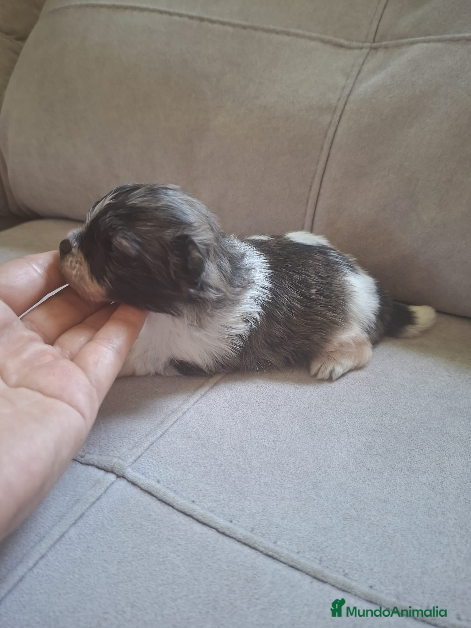 Pomerania perros POMERANIA TOY - Anuncio 1