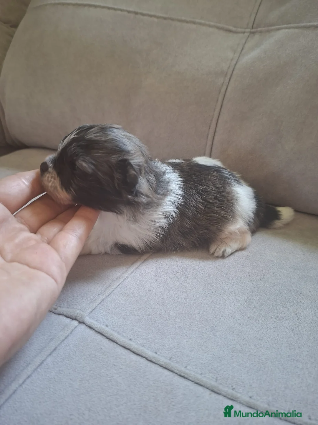 Pomerania perros en venta: POMERANIA TOY - Anuncio 1