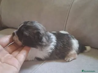 Pomerania perros POMERANIA TOY - Anuncio 3