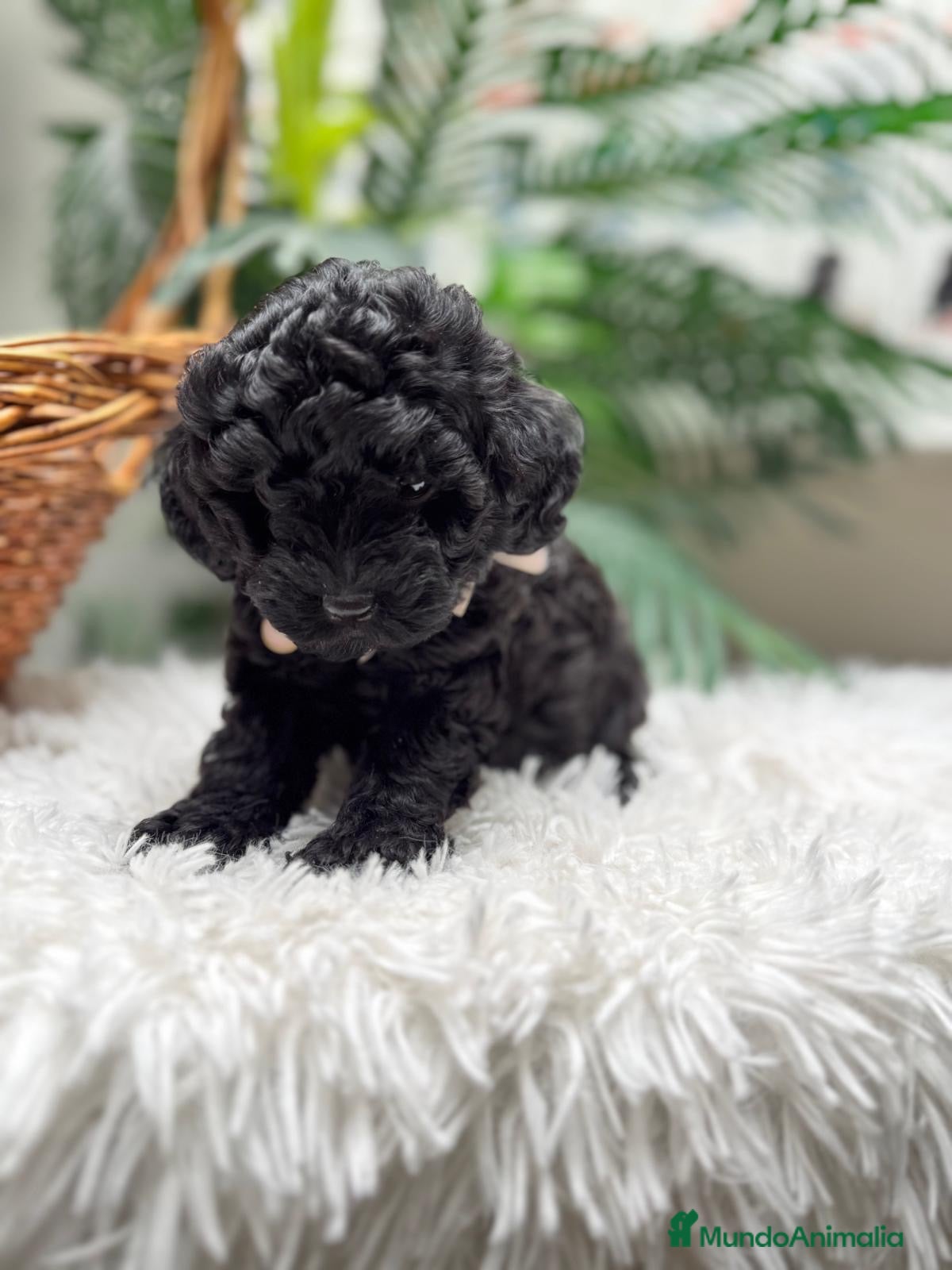 Caniche Toy perros CANICHE TOY - Anuncio 1