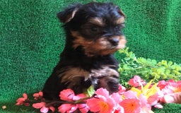Yorkshire Terrier perros en venta: YORKSHIRE CACHORROS SOCIALIZADOS !!!!!!!!!!! - Anuncio 5