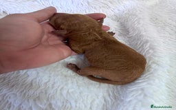 Caniche Toy perros en venta: CANICHE TOY HEMBRA - Imagen 2