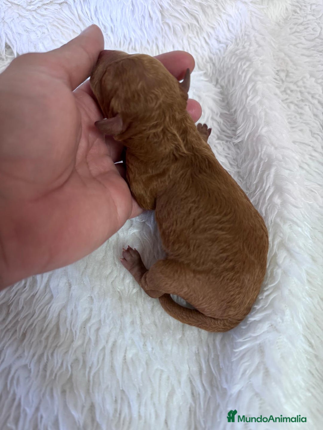 Caniche Toy perros en venta: CANICHE TOY HEMBRA - Imagen 2