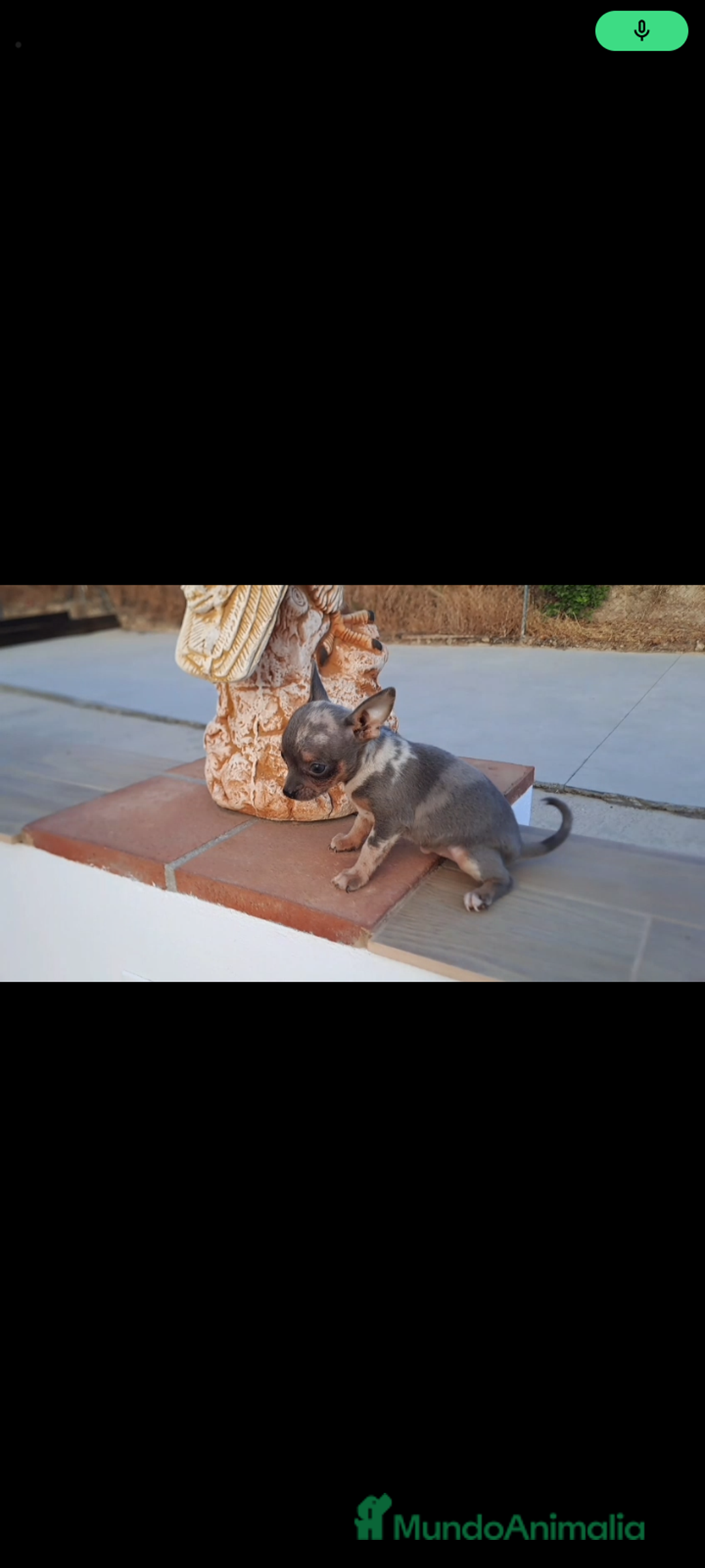 Raza Mixta perros en venta:  chipim con ojos azules  - Imagen 4