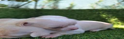 Chihuahua perros en venta: CHIHUAHUAS - Anuncio 2