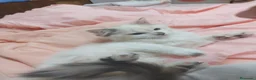 Siberiano gatos en venta: Siberianos  - Anuncio 4