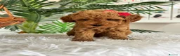 Caniche Toy perros en venta: CANCIHE ROJO - Anuncio 7