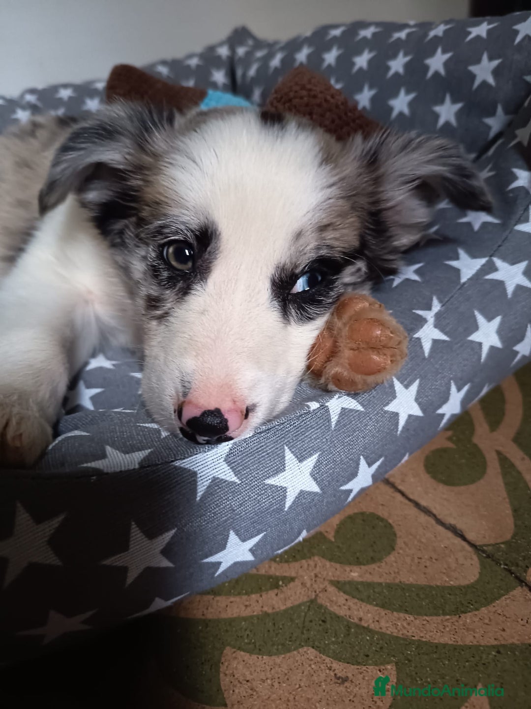 Border Collie perros en venta: Urge venta cachorro border collie  - Anuncio 3