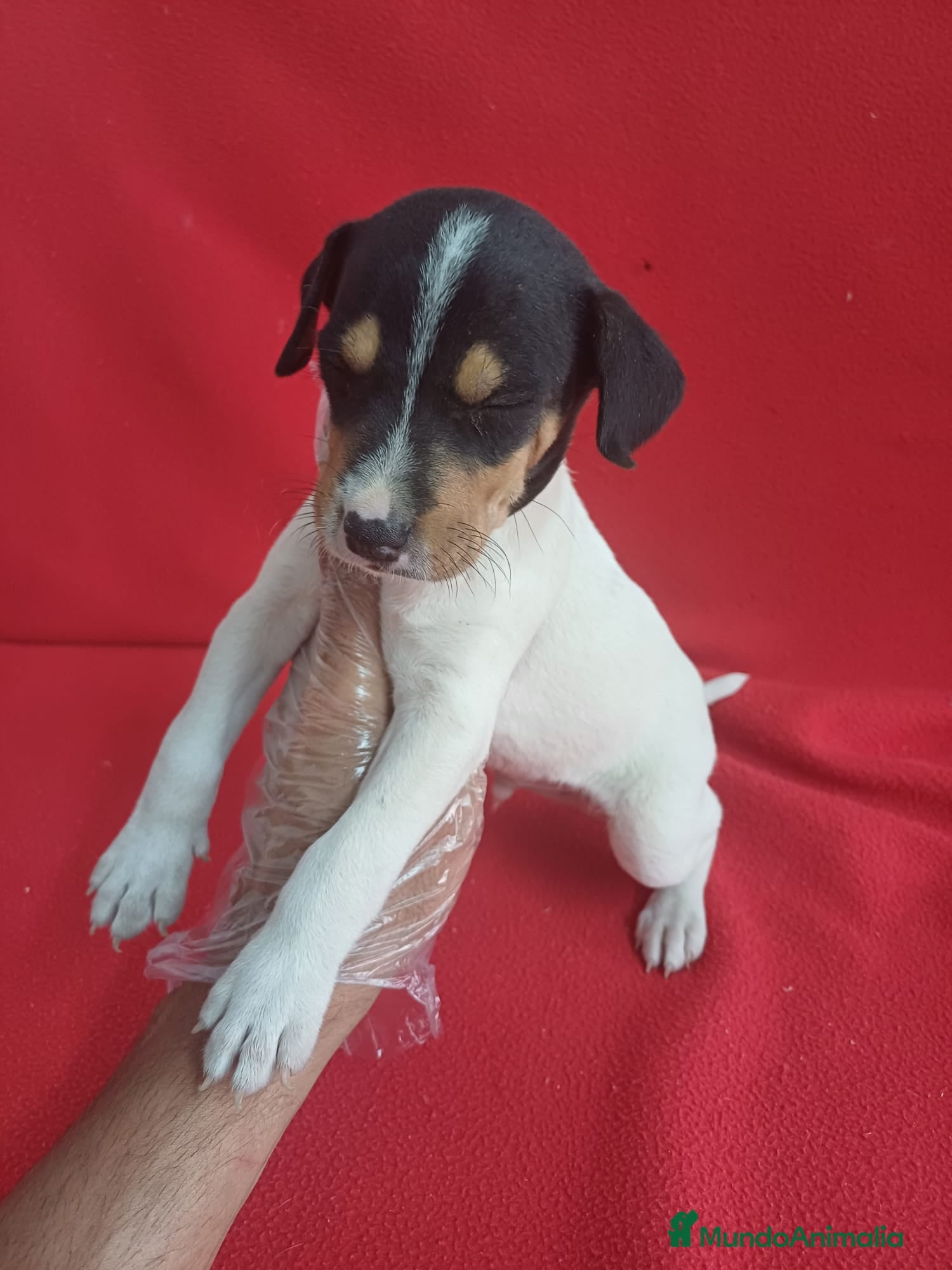 Ratonero Bodeguero Andaluz perros Bodeguero Andaluz  - Anuncio 1