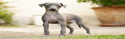 Pequeño Lebrel Italiano perros en venta: Piccolo italiano  - Anuncio 1