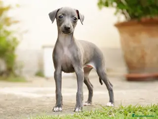 Pequeño Lebrel Italiano perros Piccolo italiano - Anuncio 1