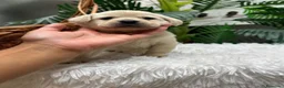 Labrador Retriever perros en venta: LABRADOR RETRIEVER - Anuncio 4