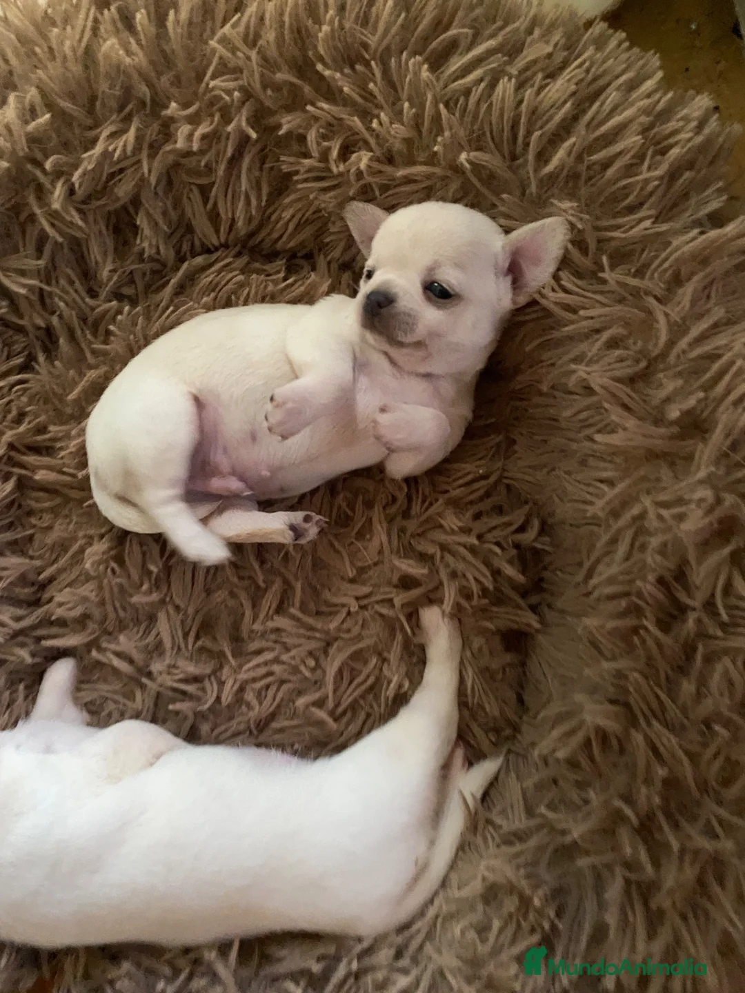 Chihuahua perros en venta: Chihuahua cabeza manzana hembrita y machito boanco - Anuncio 2