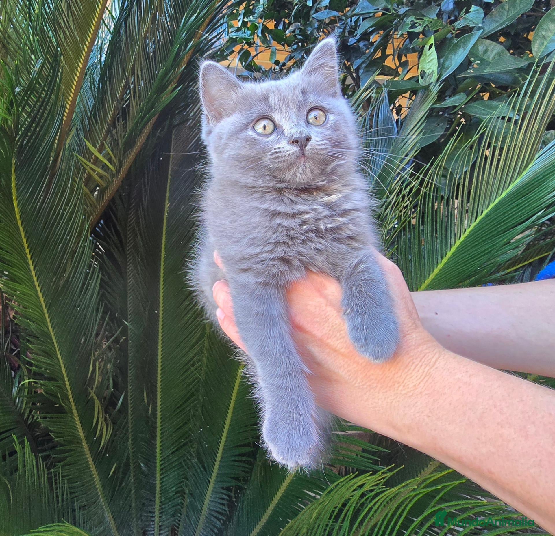 Británico de Pelo Corto gatos Gatcot.com - Anuncio 1