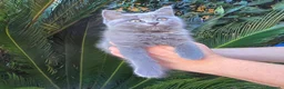 Británico de Pelo Corto gatos en venta: Gatcot.com - Anuncio 1