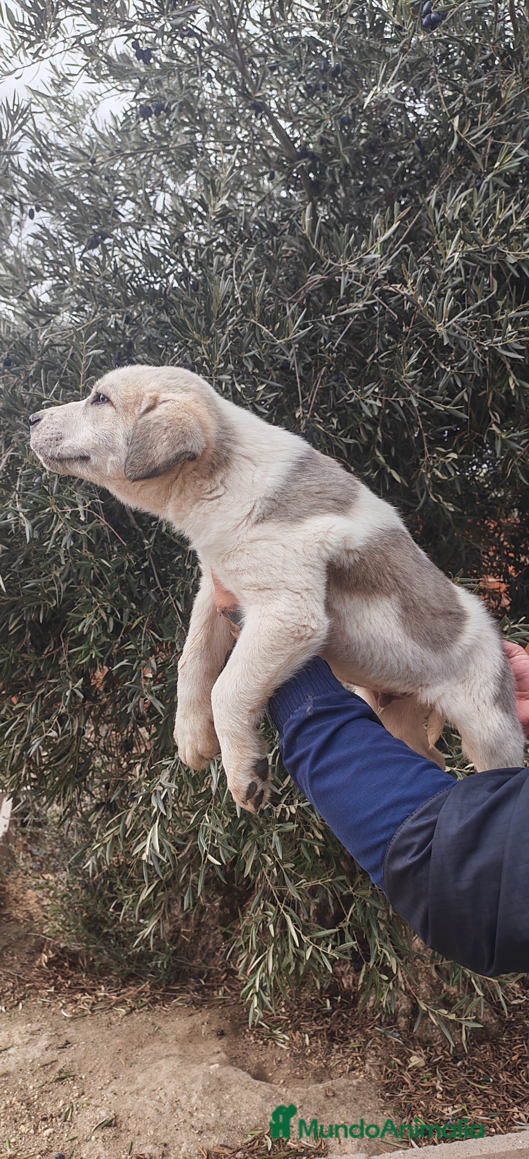 Mastín Español perros en venta: MASTÍN ESPAÑOL - Anuncio 2