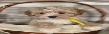 Maltipoo 4