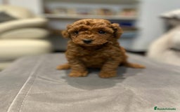 Caniche Toy perros en venta: caniche toy rojo - Imagen 2
