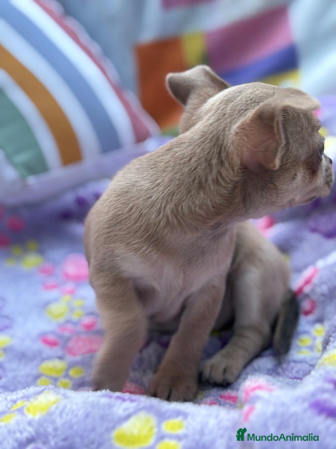 Chihuahua perros en venta: Hembrita chihuahua toy - Imagen 12