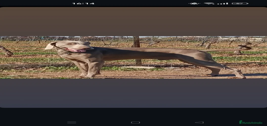 Imagen de galería {{count}}