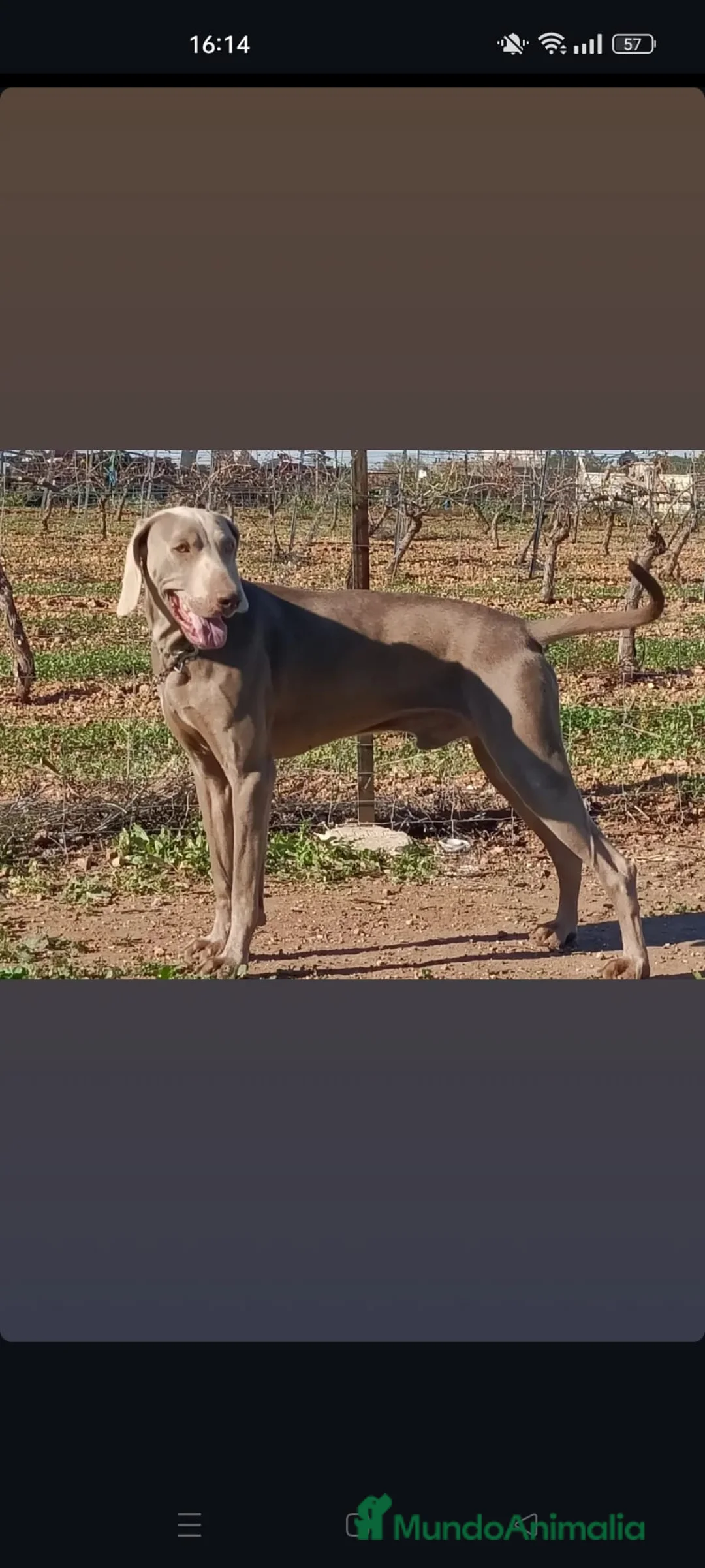 Imagen de galería {{count}}