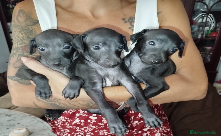 Pequeño Lebrel Italiano perros - Propaganda 2
