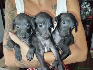 Pequeño Lebrel Italiano perros - Anuncio 3