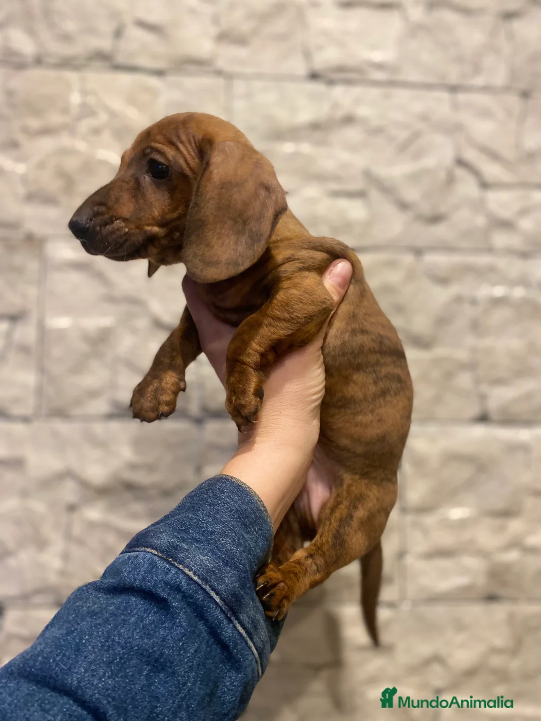 Imagen de galería {{count}}