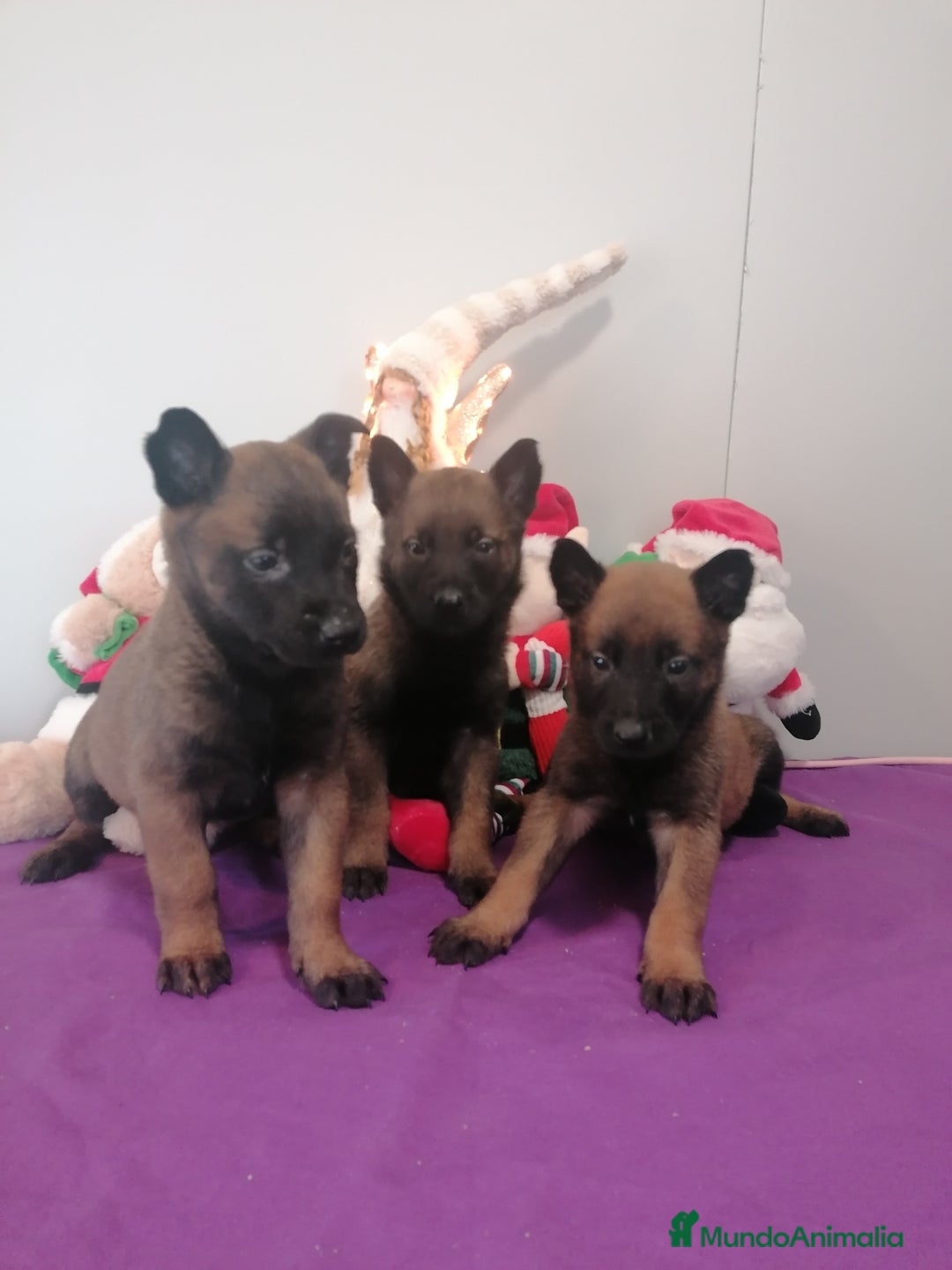 Pastor Belga Malinois perros en venta: Pastor belga molinois - Anuncio 5